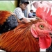 add 5 people die from h5n1 in indonesia 5601