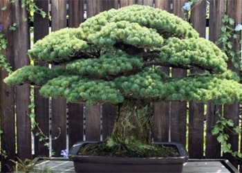 admiring 400 year old bonsai tree that survived the hiroshima bombing 127099