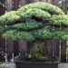 admiring 400 year old bonsai tree that survived the hiroshima bombing 127099