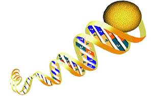 DNA model