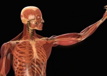 after 20 years what is the biggest change in the human body 129079