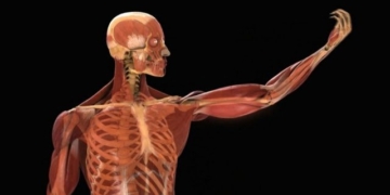 after 20 years what is the biggest change in the human body 129079