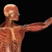 after 20 years what is the biggest change in the human body 129079