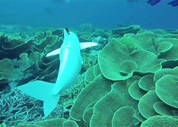 ai robot supporting scientists monitoring ocean ecosystem protection 128526