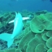 ai robot supporting scientists monitoring ocean ecosystem protection 128526