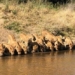 amazing video 20 lions ranked perfectly to drink water 128508