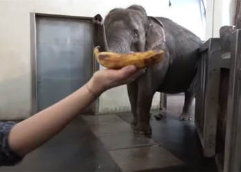 amazing watch elephant peel banana dieu nghe 126925