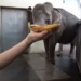 amazing watch elephant peel banana dieu nghe 126925