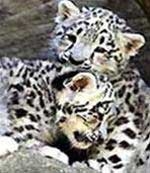 animal welfare in zoo 5453