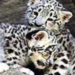 animal welfare in zoo 5453