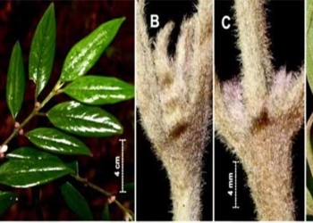 announcement of two plant species recently discovered at vu quang national park 126858