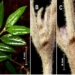 announcement of two plant species recently discovered at vu quang national park 126858