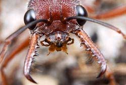 ant