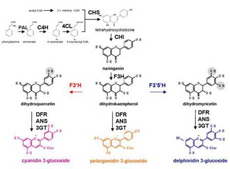 Diagram of the anthocyanin biosynthesis pathway showing the role of dihydrokaempferol and the three branches contributing to different colors.