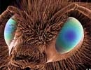 artificial face simulation insects 5192