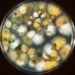 aspergillus moc khuc 6027 senior thesis