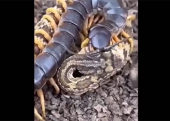 attack the new bat king snake venomous from netting for colossal ret 129064