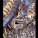 attack the new bat king snake venomous from netting for colossal ret 129064