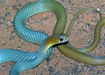 australia discovers new rare snake 128763