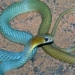 australia discovers new rare snake 128763