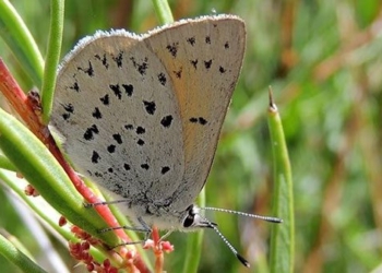 australia discovers new species of moth living in frosty mountains 127216