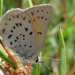 australia discovers new species of moth living in frosty mountains 127216