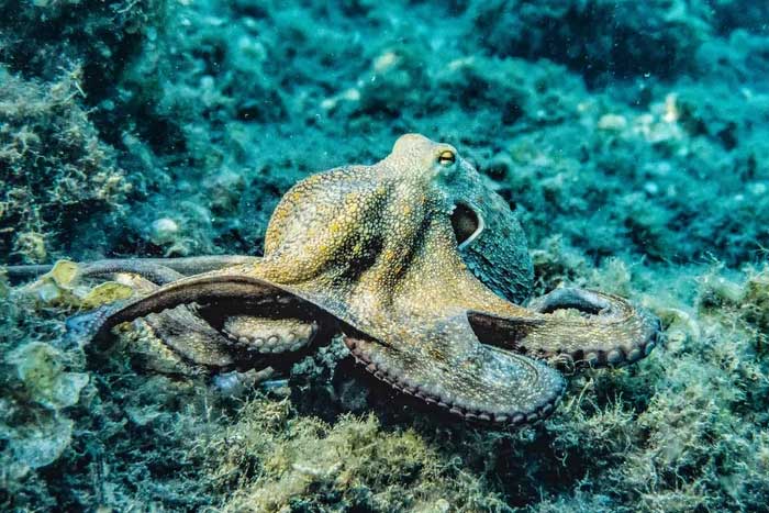 Typically, octopuses only meet to mate, then separate.