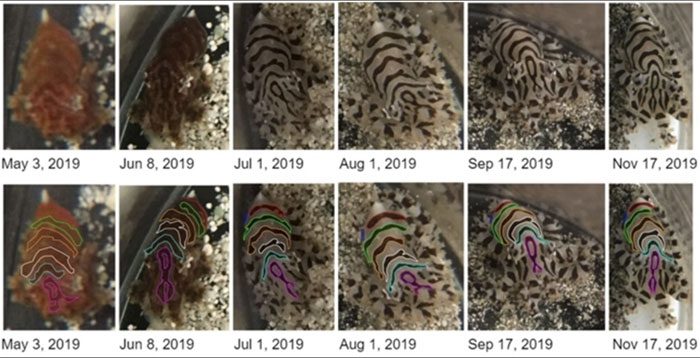 Octopus Chierchiae has unique stripe patterns that remain consistent throughout its life.