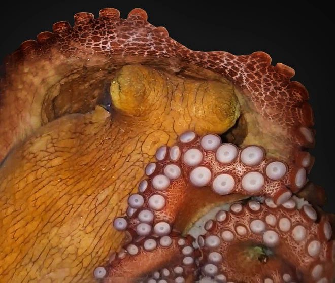 What is this octopus dreaming about?