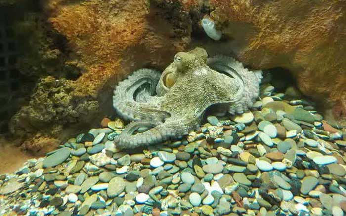 The city of Oclantis showcases the superior intelligence and social behavior of octopuses.