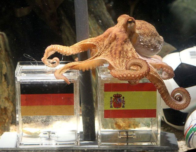 Octopus Paul predicted the correct outcome of the 2010 World Cup final.