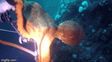 An octopus clinging to the diver in the waters off Port Hardy, Canada.