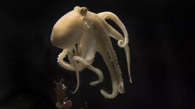 Mother octopus eating its own arm during childbirth.