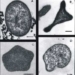 bacteria can live at 121 degrees c 6057