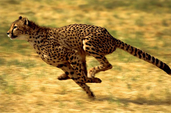 The cheetah is an excellent runner.