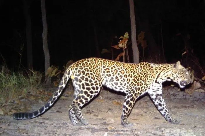 Scientists recorded 35 adult Indochinese leopards in Cambodia