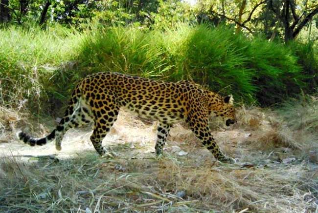 Indochinese leopard discovered in Srepok Wildlife Sanctuary