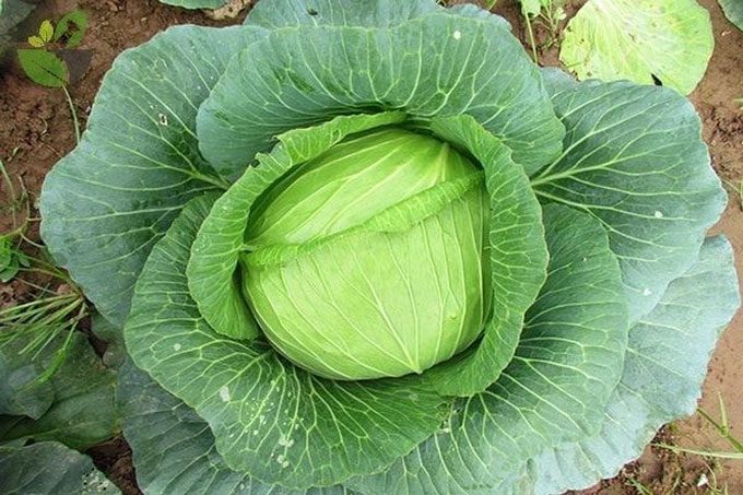 Cabbage was once considered a "wonder drug"