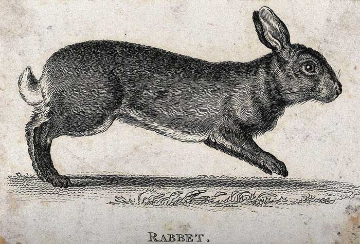 Catching rabbits to conceive a son