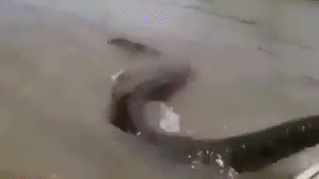 Betinho Borges steering the boat while Santos attempts to grab the anaconda's tail.