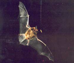 bat