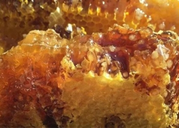 bee disease causes army ant to be extinct 127310