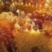 bee disease causes army ant to be extinct 127310