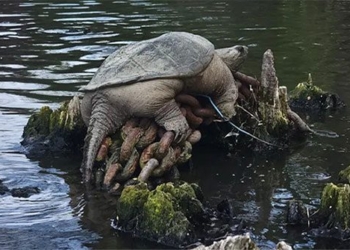 behind the photo of the giant tortoise chonkosaurus causing a social media sensation 127502