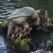 behind the photo of the giant tortoise chonkosaurus causing a social media sensation 127502
