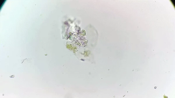 Microscopic particles found in the water of the 22 million-year-old amber.