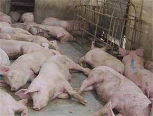 Among these pigs, some are infected with foot-and-mouth disease.