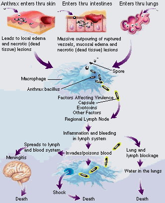 All pathways of anthrax infection lead to rapid death if not treated promptly