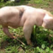 big pig 3 legs 5541