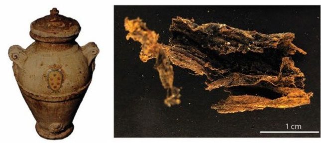 Jar containing organs with a 500-year-old "killer" revealed under a microscope